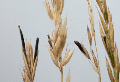 Mutterkorn auf der Pferdewiese