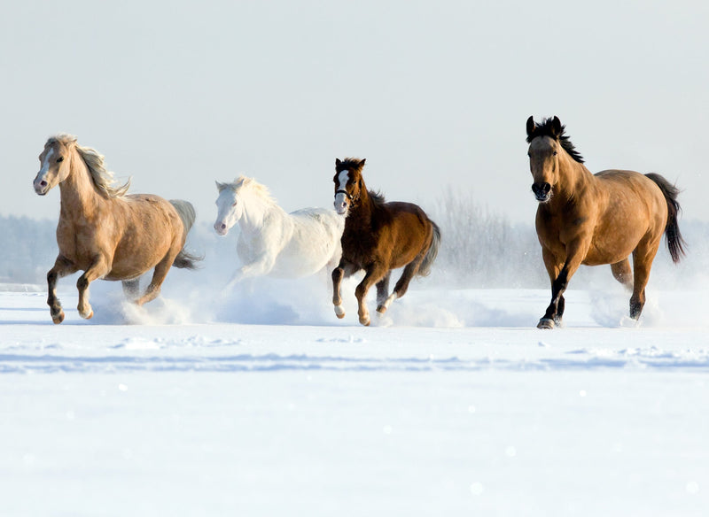 Warum geht es meinem Pferd im Winter schlecht?