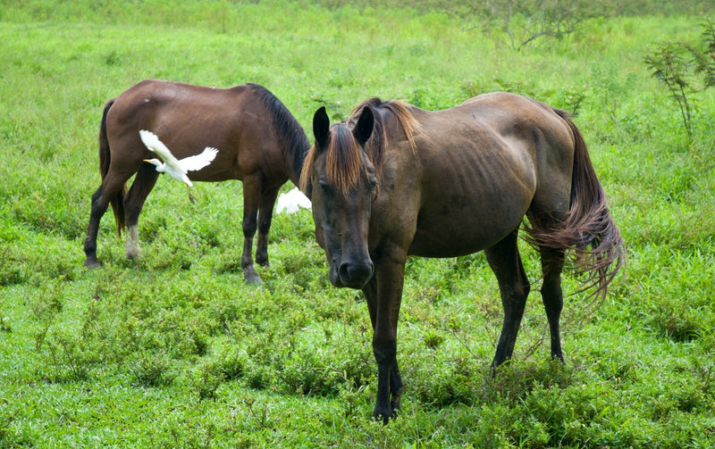 Mein Pferd hat abgebaut...