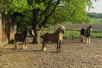 Mein Pferd hat keinen Stress!
