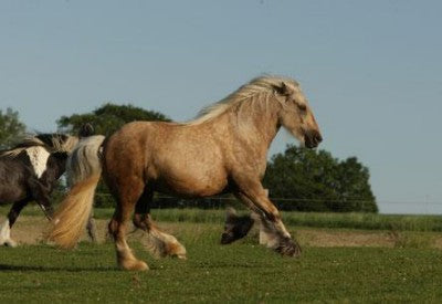 Mein Pferd ist dick!