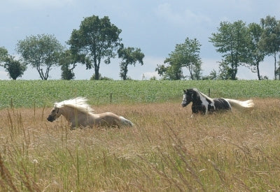 Fressverhalten und Biorhythmus