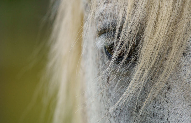 Bücher & Gutscheine