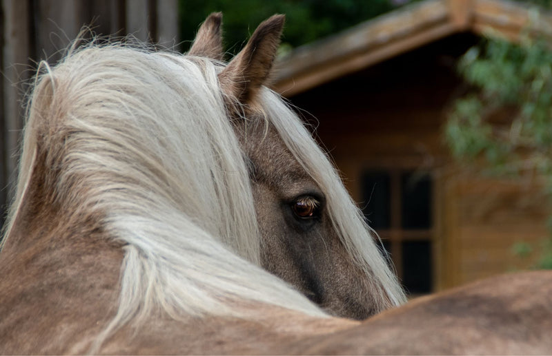 Nahrungsergaenzung Pferde Eiweiss Aminosaeuren