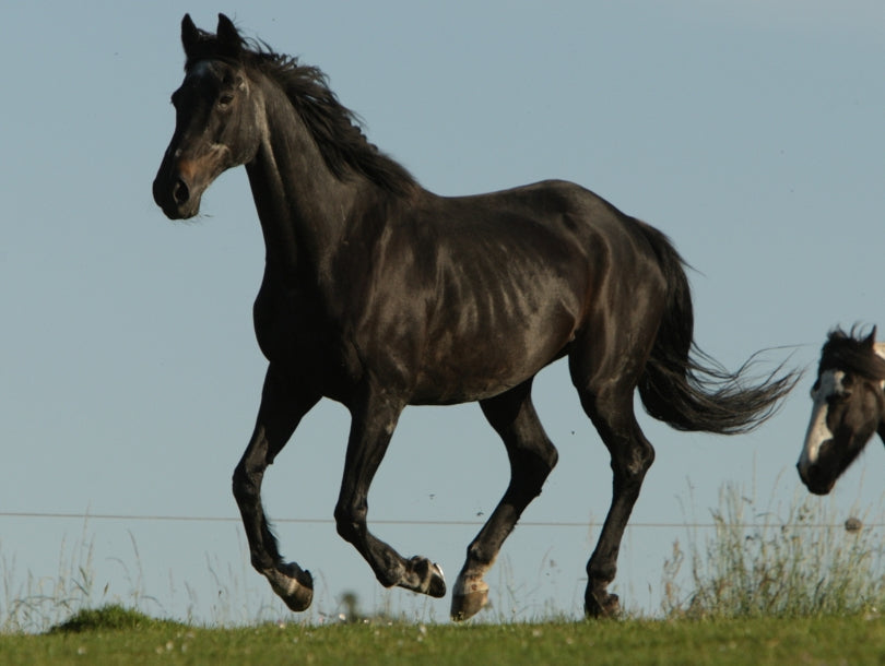 dünnes Pferd.jpg