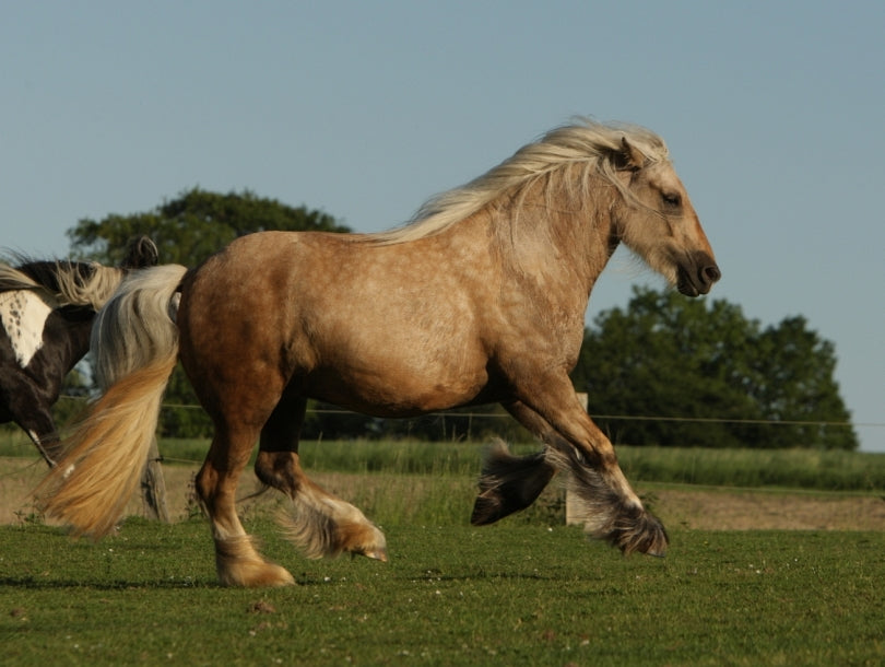 dickes Pferd.jpg
