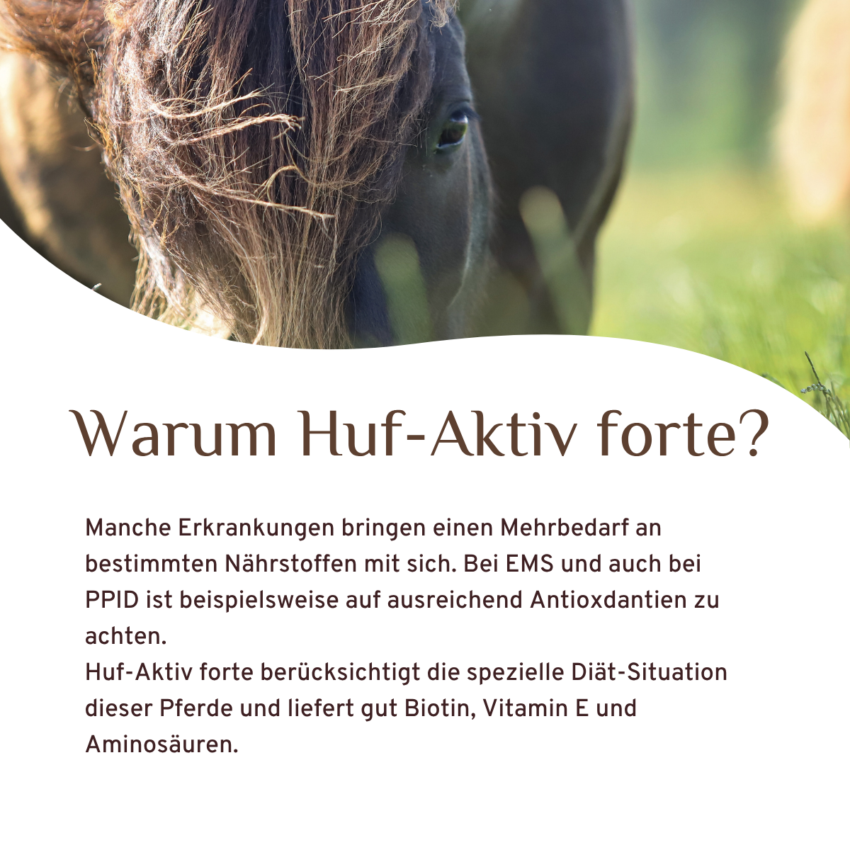 Huf-Aktiv forte