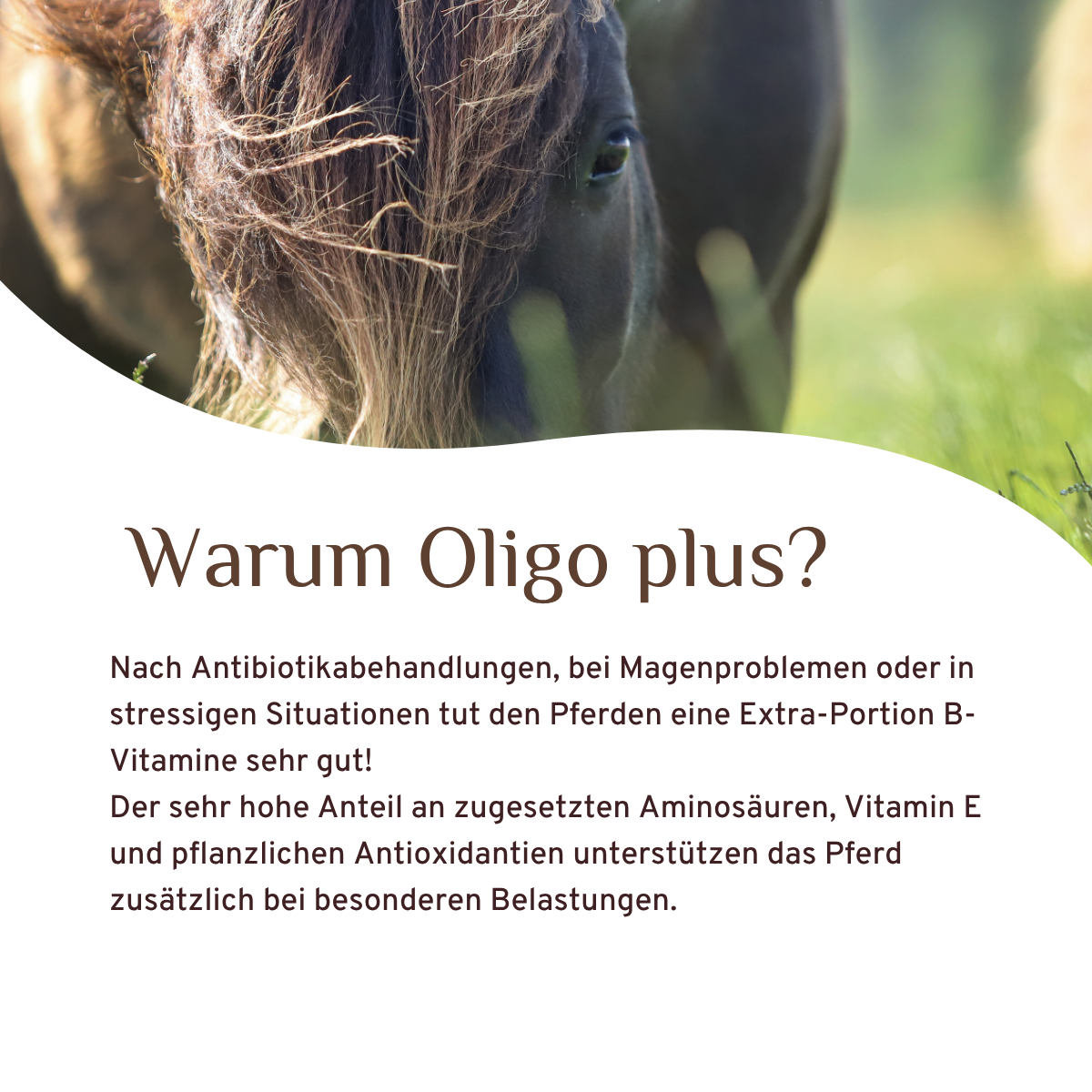 Oligo plus