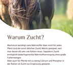 Zucht