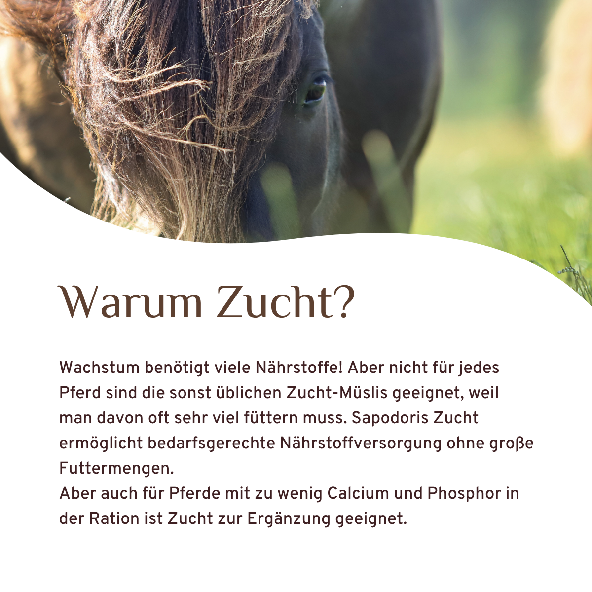 Zucht
