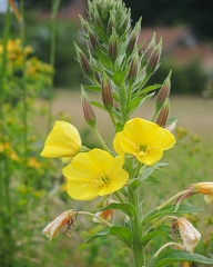 Nachtkerze