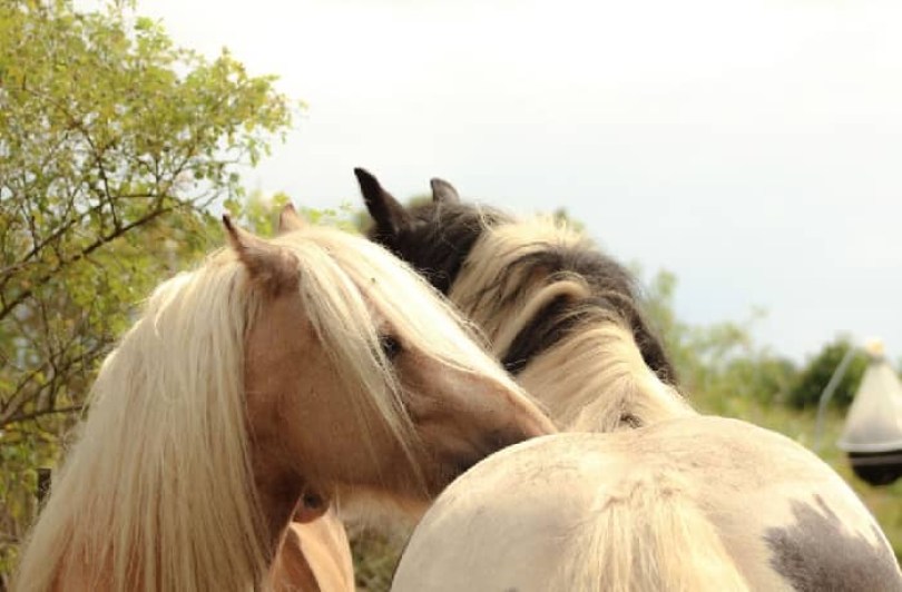 Nahrungsergaenzung Pferde Haut Haar Huf