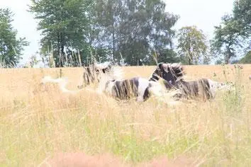 Magengeschwür beim Pferd