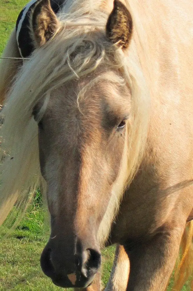 deutlich sichtbare kuhlen über den augen bei einem ca 3 jährigen pferd zu der zeit litt sie an einem magengeschwür heute sind die kuhlen verschwunden