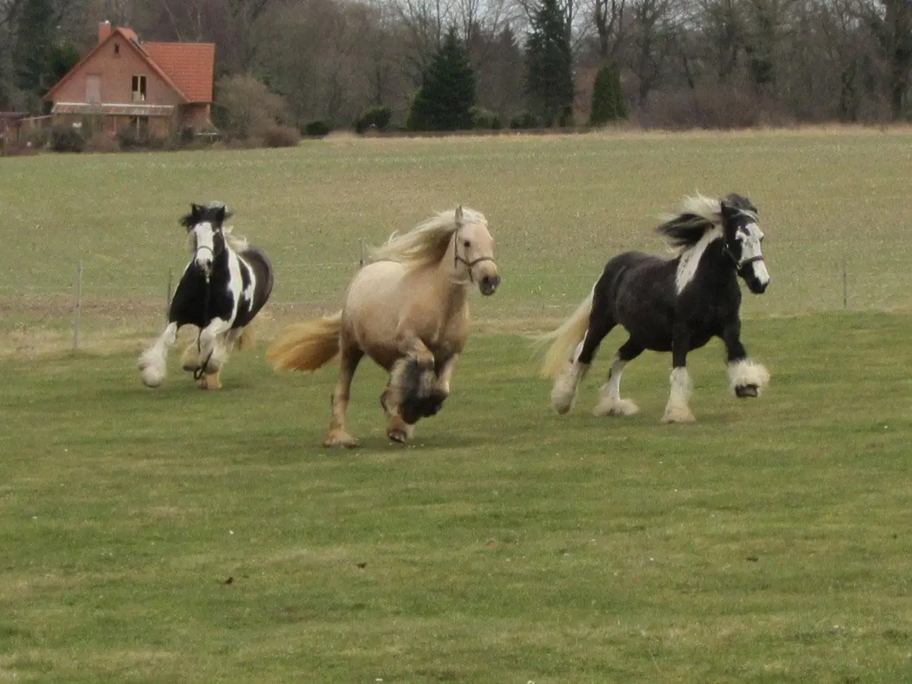 spass auf der wiese
